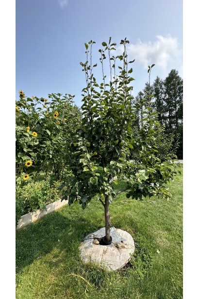 Груша звичайна Лимонка дерево в саду